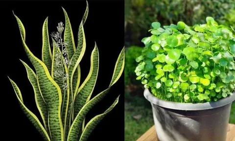 5 cây cảnh trong nhà nở hoa Báo Điềm Gở, Xử lý ngay kẻo Hao Tài Tốn Lộc, Khó Giàu Sang