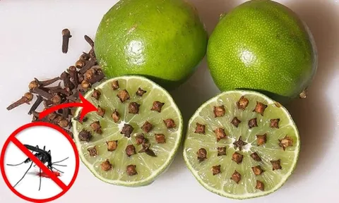 Bổ đôi quả chanh rồi cắm thứ này vào, muỗi cả đàn cũng bay đi hết
