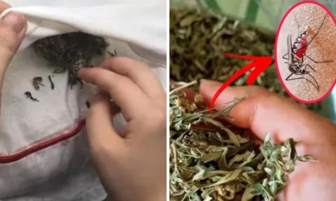 Bỏ nắm lá này vào phòng ngủ: Muỗi nhiều đến mấy cũng bay xa, không cần vượt muỗi hay phun thuốc