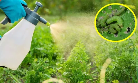 Cách làm thuốc trừ sâu từ các nguyên liệu tự nhiên, vừa hiệu quả, vừa tiết kiệm, an toàn