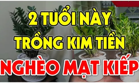 Cây Kim Tiền Hút Tài Lộc:  2 tuổi này tuyệt đối không nên trồng, cây càng xanh người càng suy