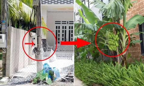 Nhà nghèo đừng chặt bỏ 3 cây, con cháu no đủ 3 đời, là cây gì?