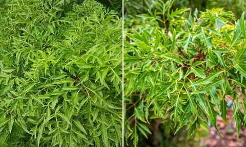Trồng cây Đinh Lăng đúng vị trí này, cây càng xanh tốt, gia đình càng thịnh vượng, lắm tiền nhiều của