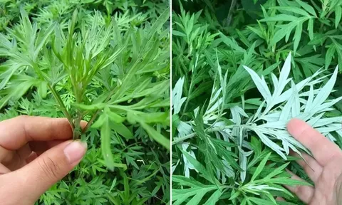 Vì sao các cụ dạy nhà to hay nhỏ, giàu hay nghèo đều nên trồng ngải cứu trước nhà?