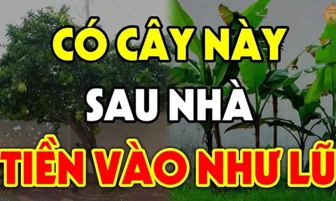 4 loại cây Thần Tài Sủng Ái: Trồng ở nhà nào nhà đó phát tài, giàu có