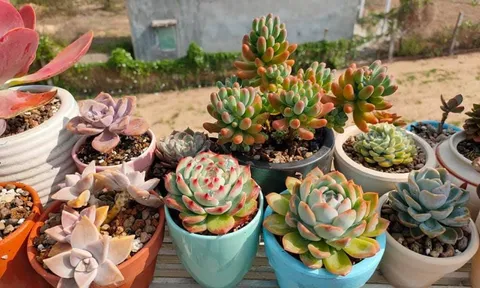 7 loại cây trồng trong nhà vừa đẹp, vừa tốt cho sức khỏe, giúp trị bệnh, lại có ý nghĩa phong thủy tốt lành