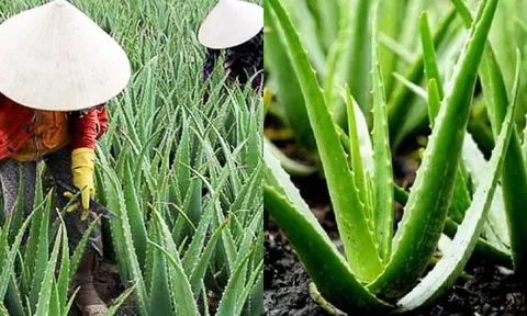 Nghề lạ ở Việt Nam: Trồng cây nha đam – “lộc trời” từ cây dại thành đặc sản giải nhiệt mùa hè