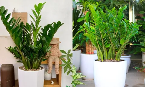 Trồng cây kim tiền có 4 điều cấm kỵ, nhiều người chưa biết