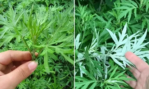 Vì sao các cụ dạy nhà to hay nhỏ, giàu hay nghèo đều nên trồng ngải cứu trước nhà?