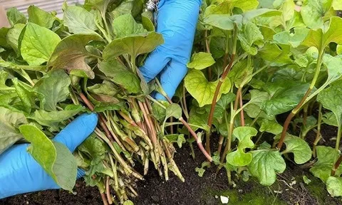 Loại rau mát gan, đẩy hết độc tố ra ngoài