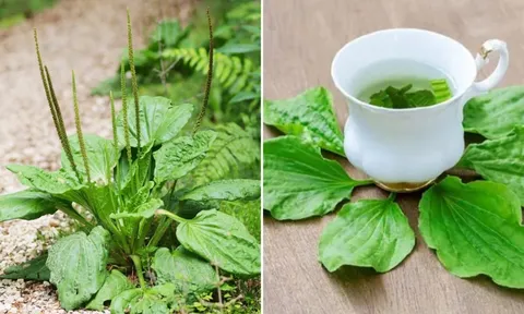 Loại lá đem đun nước uống giúp thải độc, mát gan