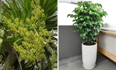Nhà giàu rất thích trồng 3 loại cây này: Trồng 1 cây trong phòng khách vượng khí dâng cao, tài lộc đổ về