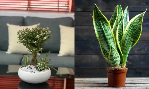 3 loại cây đặt phòng khách giúp gia chủ hút lộc tiền vào như nước, nghèo đến mấy cũng nên trồng 1 chậu