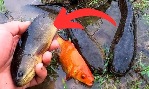 5 loại cá "ngậm" đầy thủy ngân, chợ bán rẻ cũng đừng dại mua về