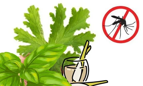  Cách đuổi muỗi tự nhiên không cần phun xịt hóa chất: An toàn – Hiệu quả – Thân thiện môi trường