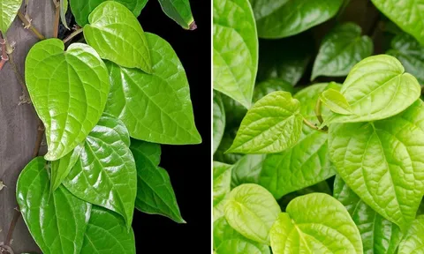 Lá trầu không là vị thuốc quý: Bác sĩ chỉ 7 bài thuốc hay từ lá trầu không