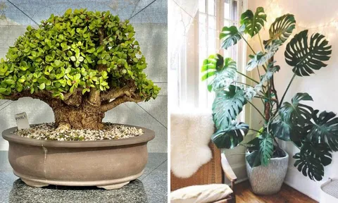 Người xưa dặn: “Lá nhỏ đón tài, lá to rước lộc”: 5 loại cây cảnh lá mang cát khí nhàn nào cũng nên trồng