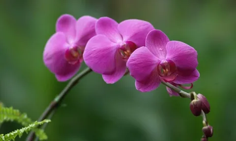 Những ý nghĩa đặc biệt của hoa phong lan có màu tím không phải ai cũng biết