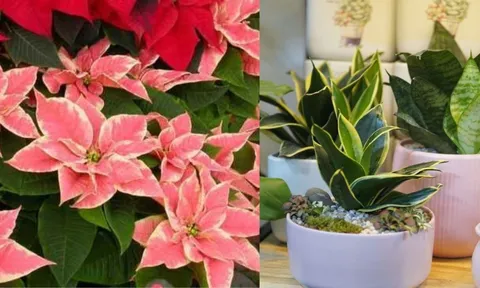 Trồng 5 Loại Cây Này Trước Nhà: rước Tài Lộc, đẹp cửa nhà, lại là "Thần Dược" cho làn da