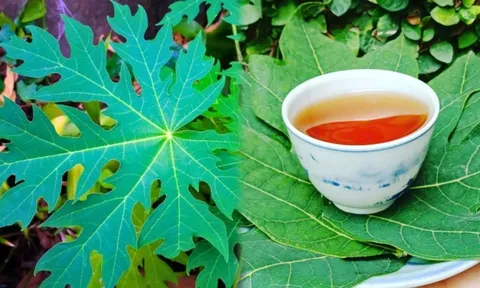 Uống nước lá đu đủ trị bệnh gì?