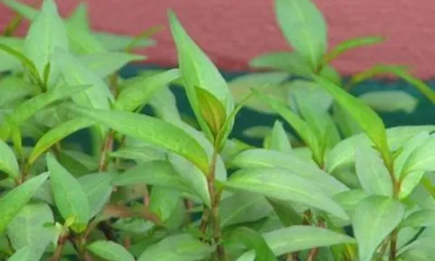 6 loại rau thơm quen thuộc hàng ngày này, có các thành phần chữa bệnh rất tốt mà không phải ai cũng biết