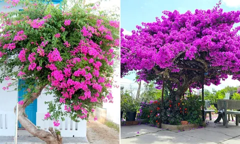Vị trí đẹp nhất để trồng hoa giấy trong nhà, giúp gia chủ đón lộc, hút tiền tài