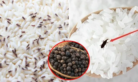 Bỏ thứ này vào thùng gạo, mọt không bao giờ xuất hiện