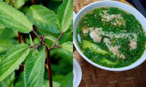 Rau đay – Loại rau dân dã giúp giải nhiệt, bồi bổ mùa hè, giá rẻ như cho