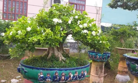 Top 4 cây cảnh thơm ngát, đặt 1 chậu nhỏ ở phòng khách cả nhà ướp hương, hút tài, chiêu lộc rất tốt