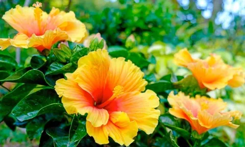 3 cây cảnh không nên trồng ban công, kẻo gia đình dễ gặp xui xẻo, tai ương