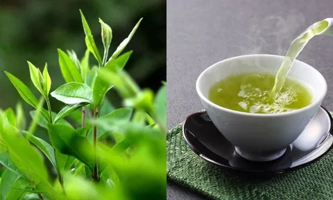 1 loại lá trồng đầy vườn quê được ví như 'nhân sâm người nghèo' là 'kè thù' của ung thư