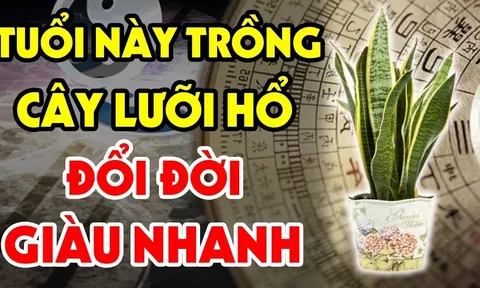 3 tuổi trồng lưỡi hổ Tiền - Tài kéo về, 2 tuổi đại kị trồng là mất Lộc