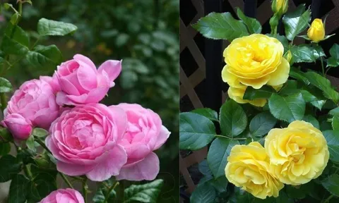Cách chăm sóc cây hoa hồng mùa hè để hoa nở rực rỡ, lá không vàng úa