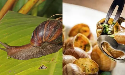 Ốc sên hoa – Đặc sản từng bị nhiều người sợ “khiếp vía”, giờ gây sốt với giá chỉ 120.000 đồng/kg