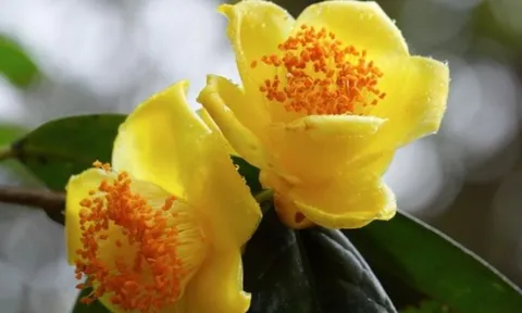 Trồng cây Trà hoa vàng trước nhà có ý nghĩa và công dụng gì mà được gọi là cây của nhà giàu?