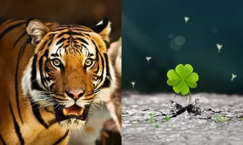 3 con giáp phá bế tắc: Tháng 7 tài vận tụ lại, tháng 8 lương thưởng tang, tháng 9 đỉnh cao viên mãn