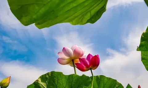 4 dấu hiệu cho thấy một gia đình sắp 'đổi vận': Nắm bắt đúng lúc, phúc khí tự đến