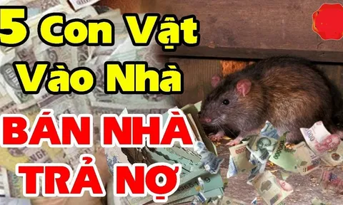 5 con vật này vào nhà Chặn Cửa Tài Lộc mang theo xui xẻo: Đặc biệt loại thứ 2 đuổi ngay kẻo khánh kiệt