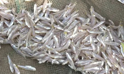 Đi chợ gặp 6 loại cá tự nhiên này mua ngay kẻo hết: Rẻ hơn thịt, bổ ngang nhân sâm tổ yến
