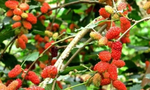 Tổ tiên dạy: “Trồng cây là trồng phúc, giữ cây là giữ lộc” – 3 cây quý chớ dại chặt
