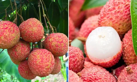 3 thực phẩm kỵ với vải, ăn chung là rước thêm bệnh vào thân