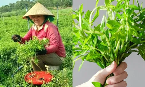 Chị nông dân Phú Yên đổi đời nhờ rau ngổ: Cây nhà lá vườn, dễ trồng, thu nhập chục triệu mỗi tháng