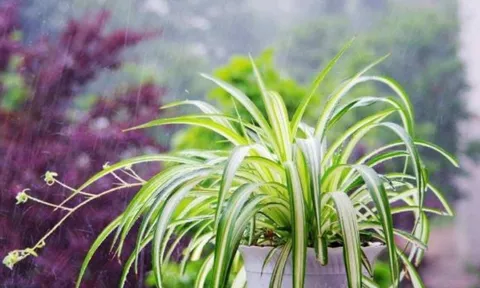 Phòng ngủ trồng 5 loại cây này tốt cho sức khỏe, đón tài lộc, tăng thêm vượng khí
