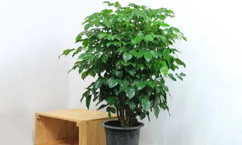 Trồng ngay 2 cây cảnh "phát lộc" này trong phòng khách, con cháu giàu sang mãi