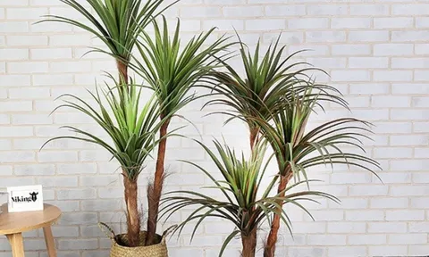 5 loại cây cảnh phong thủy mang đến nguồn năng lượng tích cực, sự thịnh vượng, an khang cho gia chủ