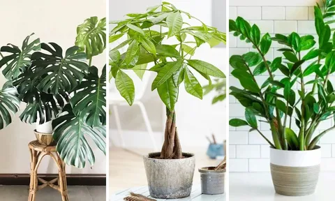 5 loại cây "giữ của, chiêu tài" 10 nhà trồng thì 9 nhà giàu: Nhà bạn có không?