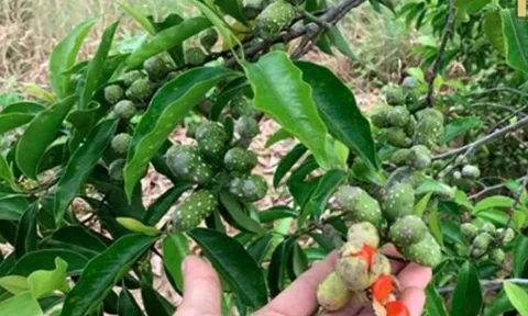 Loại gia vị "vàng ròng" ở Việt Nam, từng có giá 600.000 đồng/kg, nhà nào cũng nên có