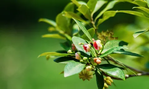Loài “hoa nghìn tỷ” khiến Ấn Độ “săn” không ngừng: Việt Nam cùng Trung Quốc dẫn đầu nguồn cung toàn cầu