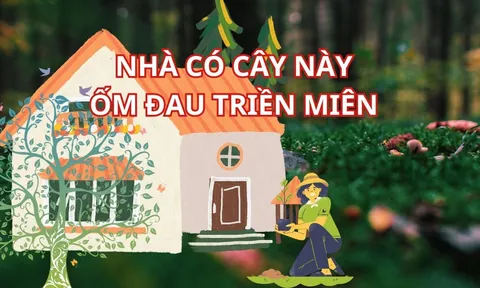 Người xưa dặn: 5 cây ác trước nhà Chặn Cửa Thần Tài, Hút Vận Xui, cây càng xanh tốt, người càng hao kiệt