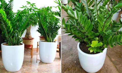 Trong nhà đặt cây kim tiền ở vị trí này là tốt nhất, chỉ cần 1 là tài lộc đến ào ào